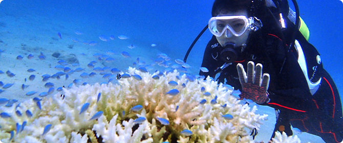 ビーチ体験ダイビング・上級クラス