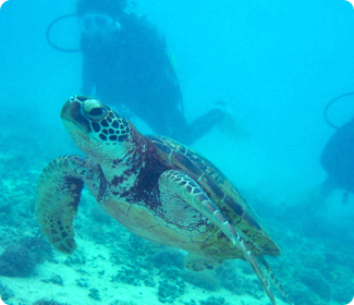 ビーチ体験ダイビング・上級クラス